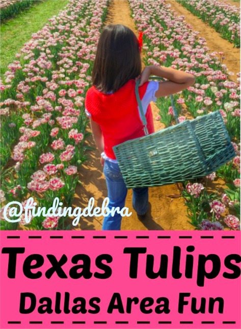 Dallas, tulips, spring in texas