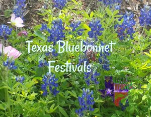 bluebonnet, bluebonnet festivals