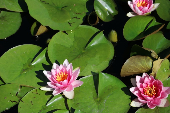 International Water Lily Collection