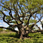 Rockport Fulton Big Tree — Texas Travel Talk