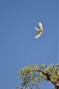 Rockport Heron Bent Tree Roockery