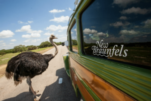 Emu checks out tourists in New Braunfels