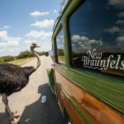 Emu checks out tourists in New Braunfels