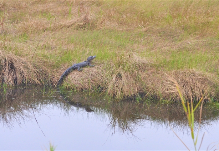 See aligators natural habitat in Port Arthur