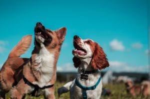 two dogs with collars on looking up with blue sky in background