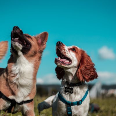 two dogs with collars on looking up with blue sky in background