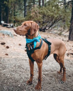 large dog with blue bandana and harness on trail