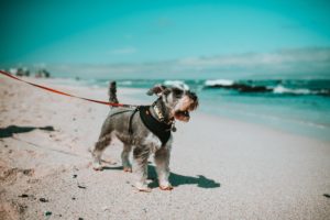 dog with leash standing on beach
