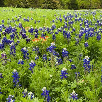 Bluebonnet Festivals in Texas