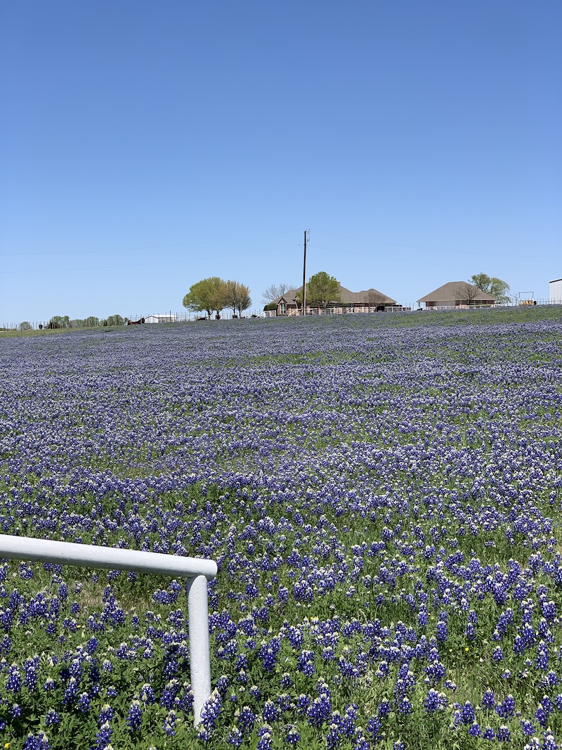 Bluebonnet Festivals in Texas to Visit 2023