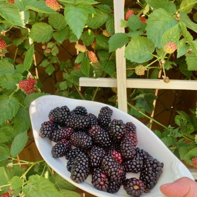 Pick Your Own Berry Farms In Texas