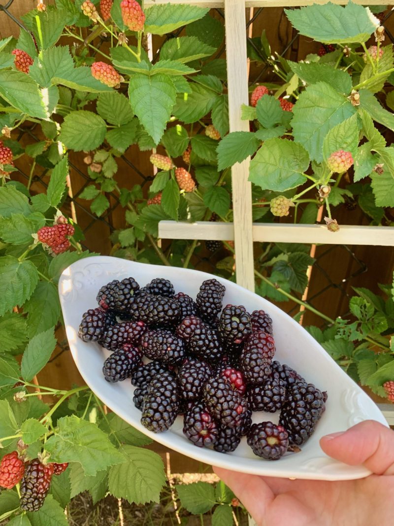 Pick Your Own Berry Farms In Texas