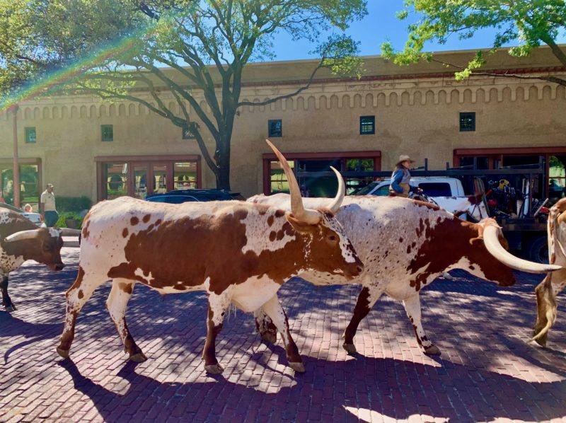Fort Worth Travel Guide - cattle drive in Fort Worth