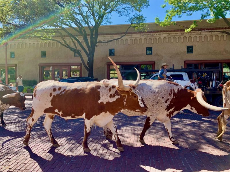 The Fort Worth Stockyards: See A Cattle Drive - Wine Travel Kids