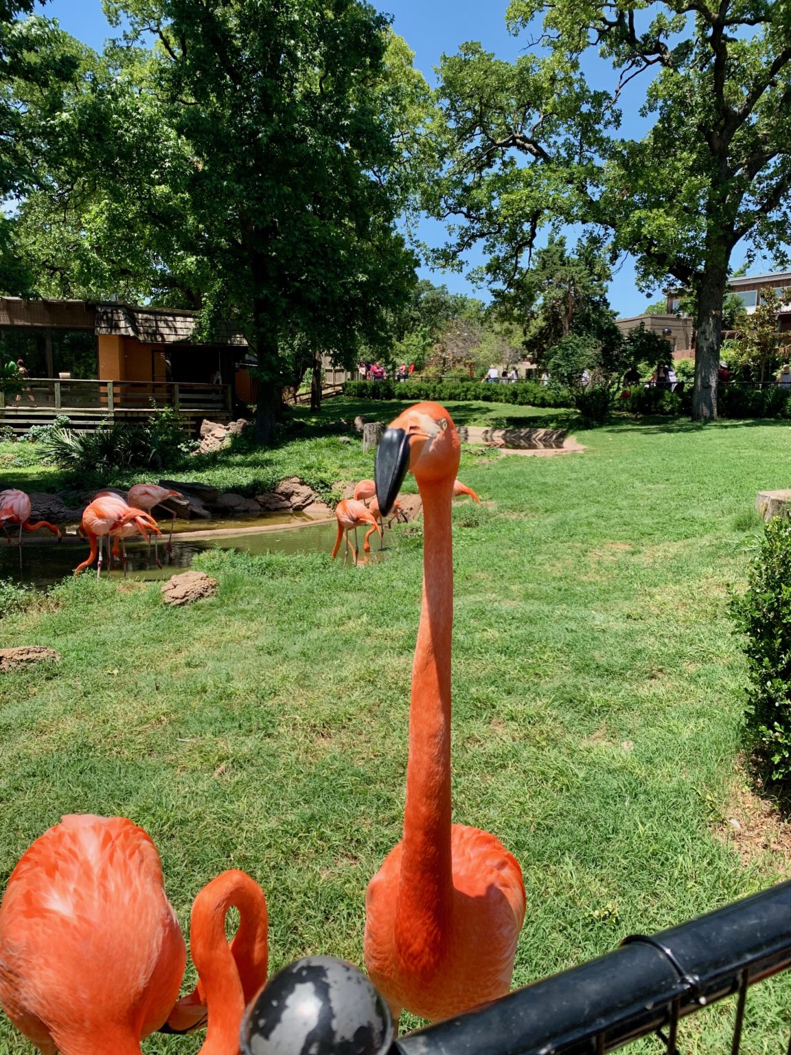 Road Trip Top 15 Zoos In Texas Texas Travel Talk