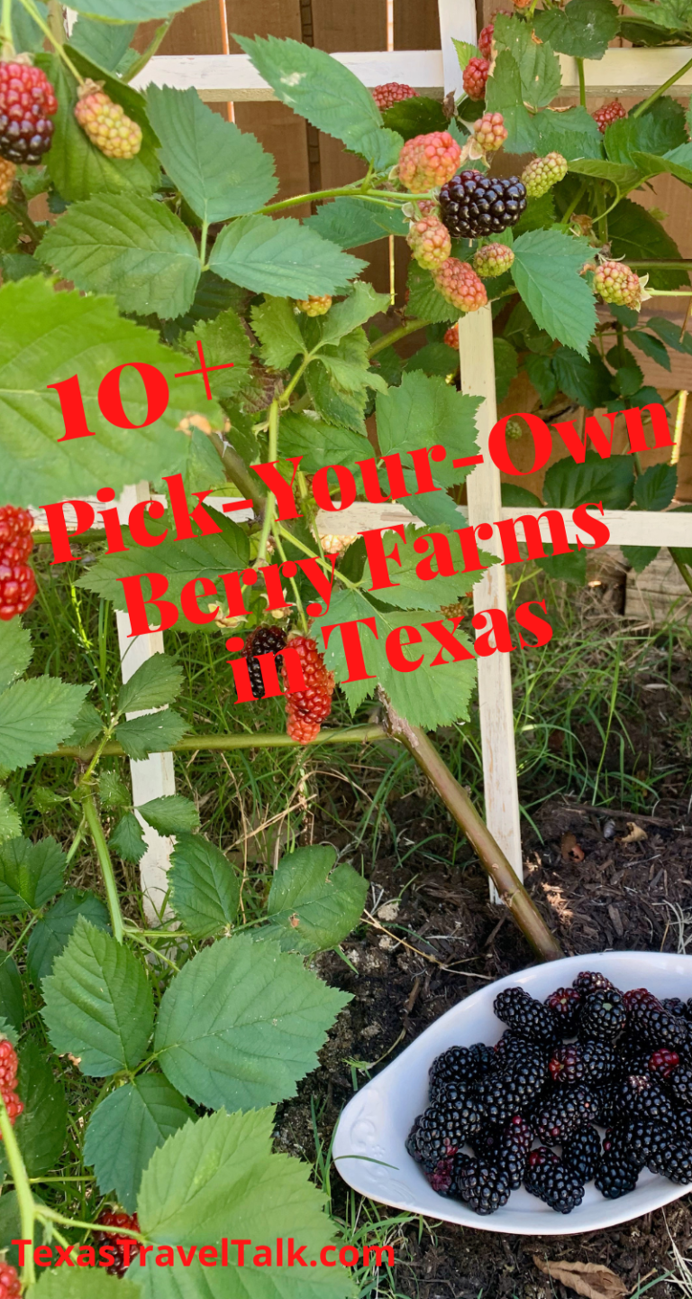 Pick Your Own Berry Farms In Texas UPD 2024 | Texas Travel Talk