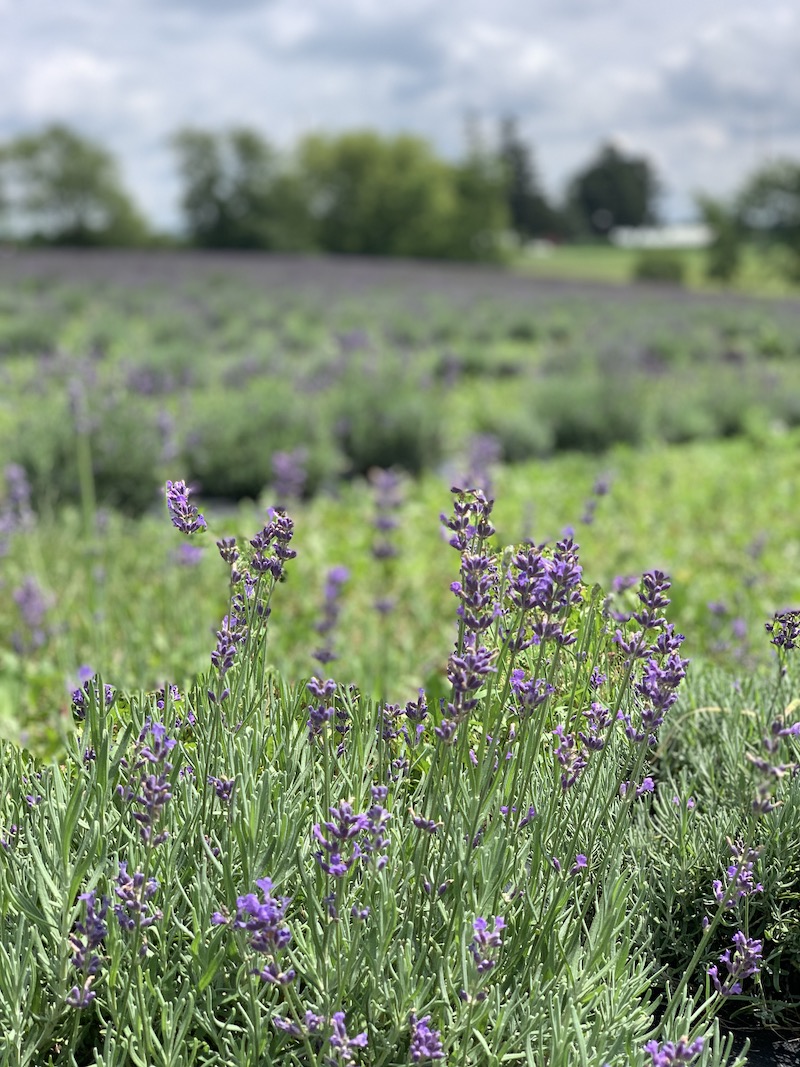 Lavender fields in texas