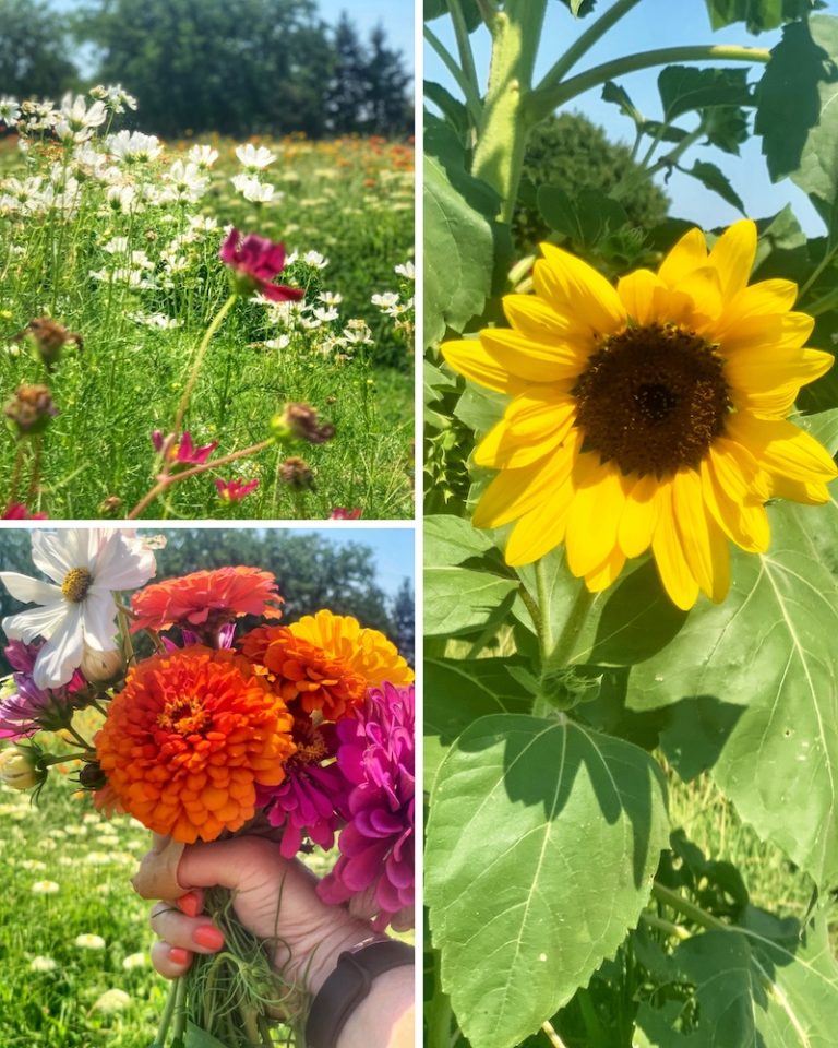 Sunflower Fields in Texas To Visit & Pick UPD 2024 Texas Travel Talk