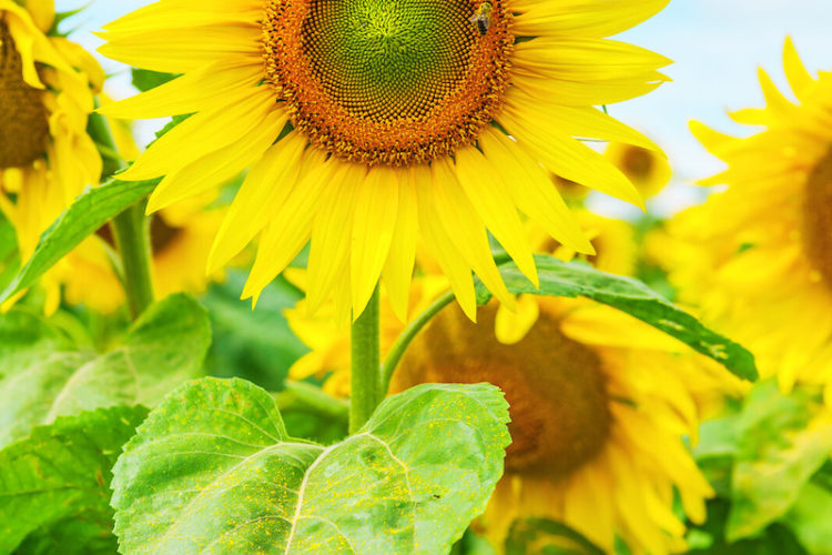 Sunflower Fields in Texas To Visit