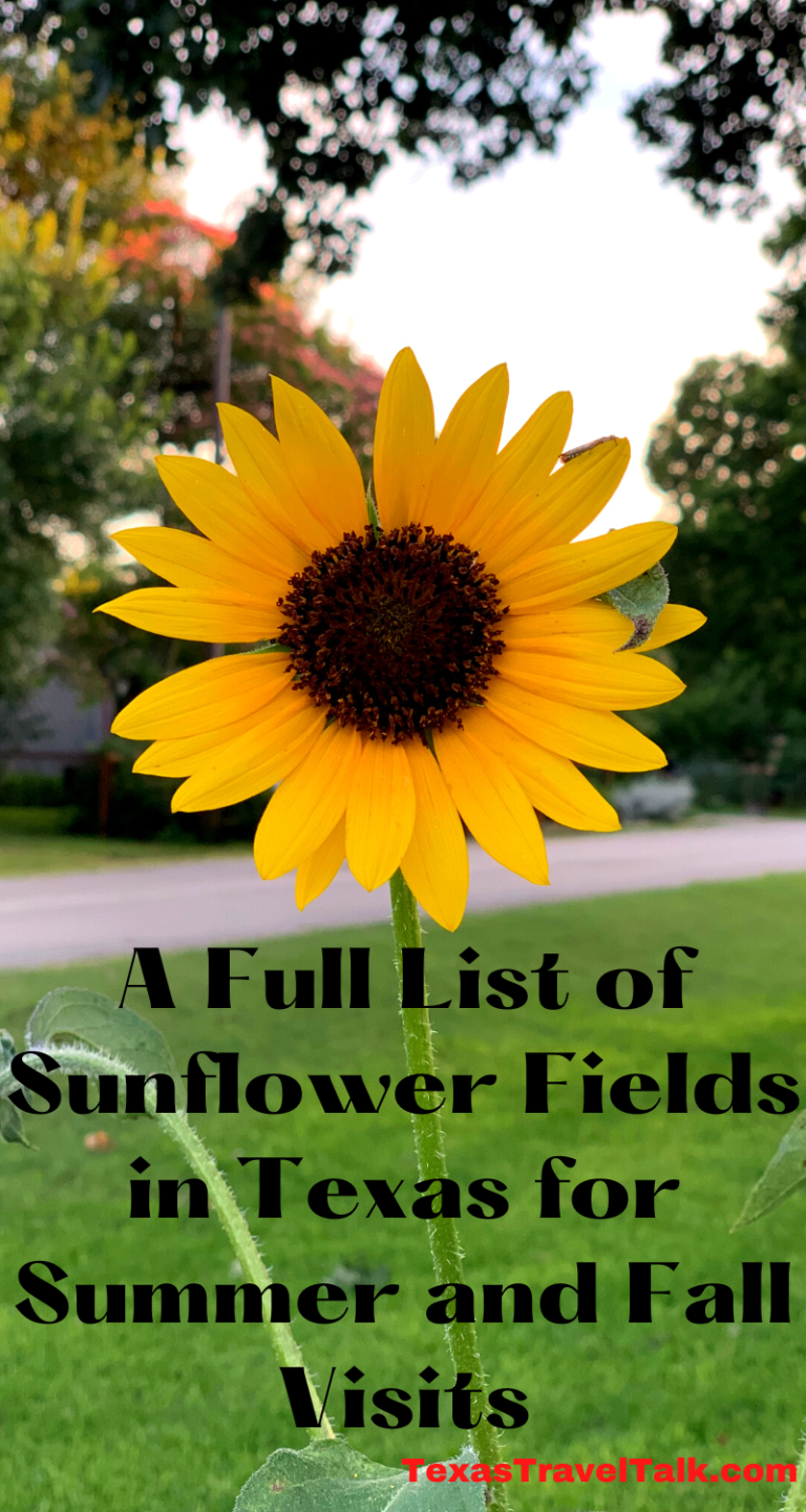 Sunflower Fields in Texas To Visit & Pick UPD 2024 Texas Travel Talk