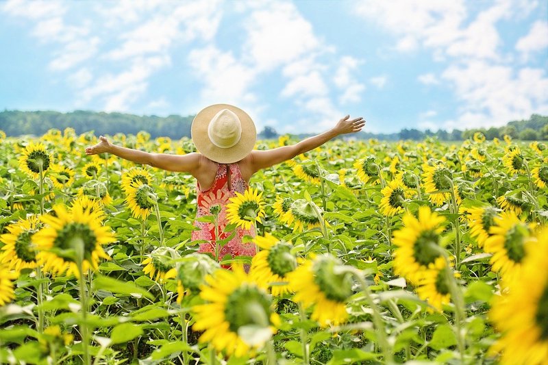 Sunflower Fields in Texas To Visit