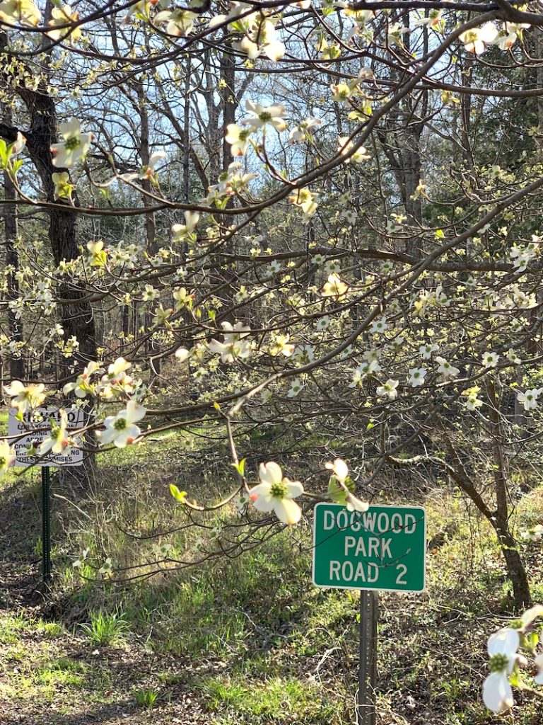 Texas Dogwood Trails Celebration Texas Travel Talk