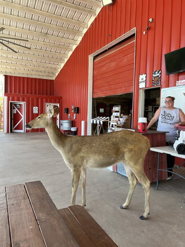 Fun Things To Do In Alvin, TX Texas Travel Talk