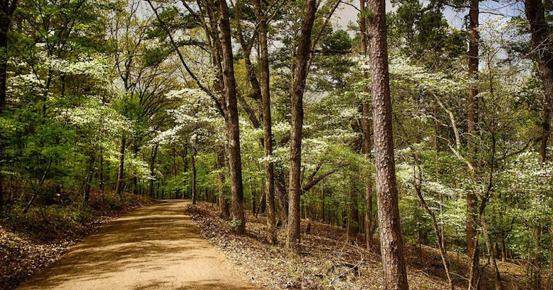 History Of The Texas Dogwood Trails