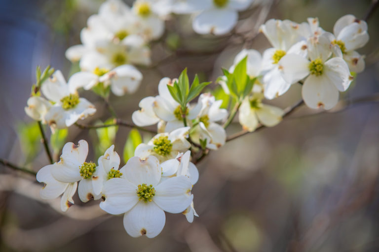 Texas Dogwood Trails Celebration Texas Travel Talk