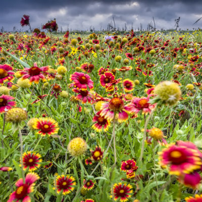 Texas Wildflowers And Where To Find Them