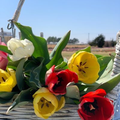 Where To Find Tulips In Texas