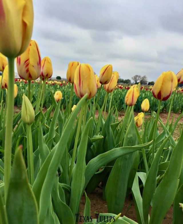 Where To Find Tulips In Texas Texas Travel Talk