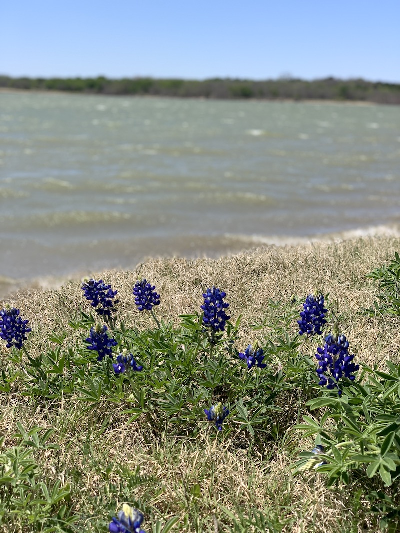 Texas Wildflowers And Where To Find Them