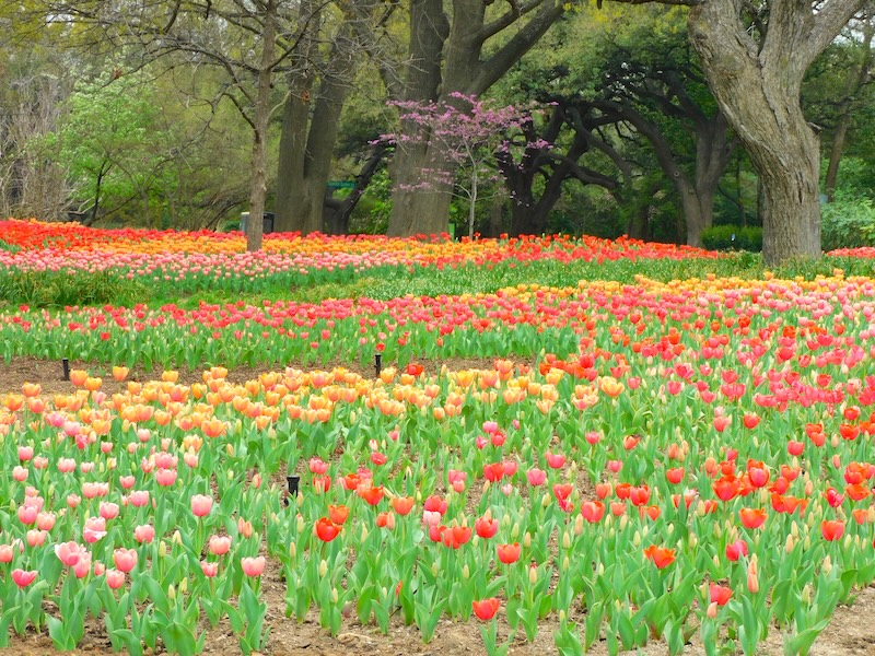 Where to find tulips in Texas