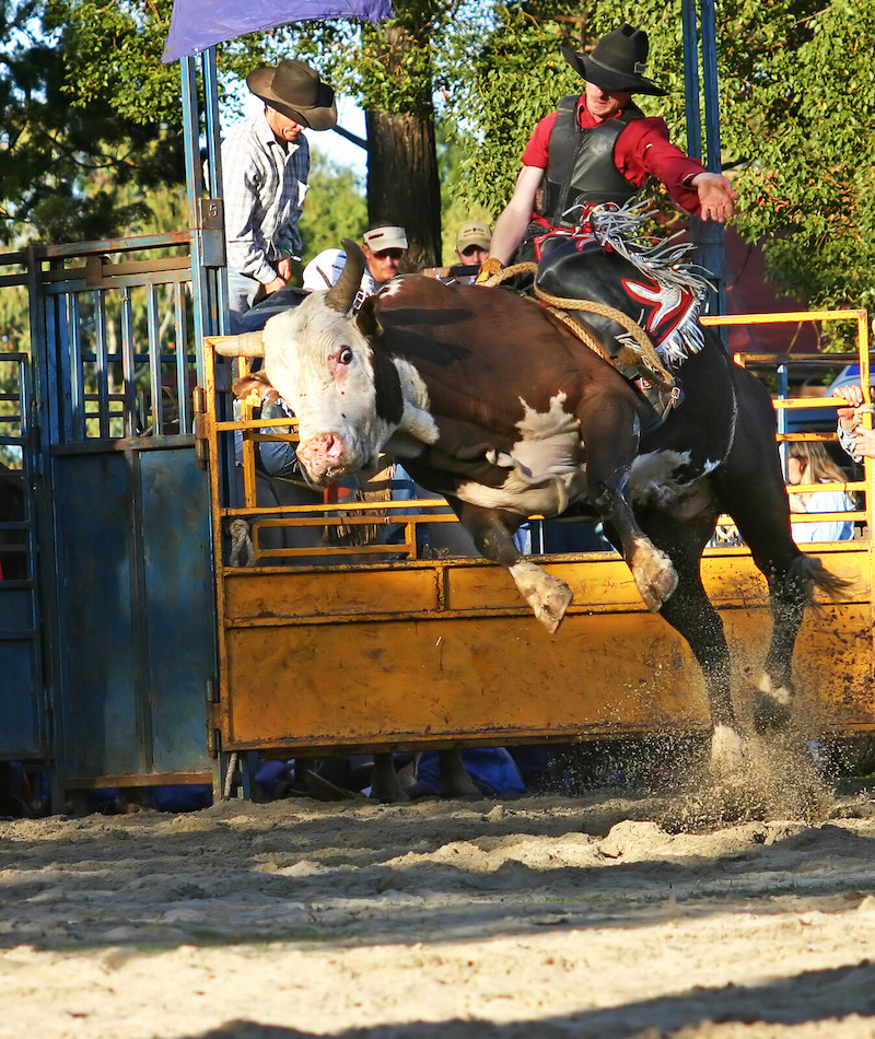 12+ Texas Rodeos