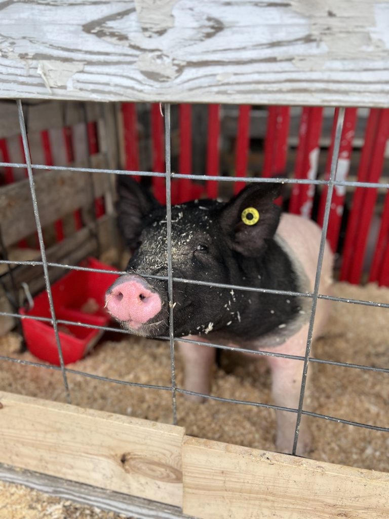 12+ Texas Rodeos in 20242025 Texas Travel Talk