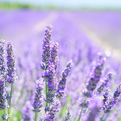 Blanco, TX: Lavender Capital of Texas