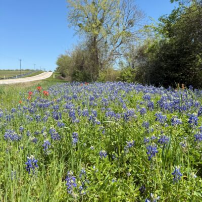 5 Texas Bluebonnet Road Trips