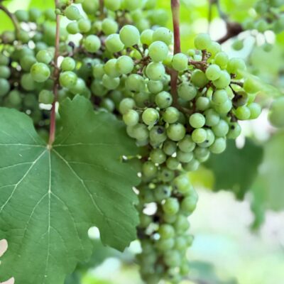 Beyond the Hill Country: Wine Stays Across Texas