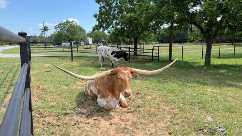 Things To Do in Boyd, TX, on a Day Trip
