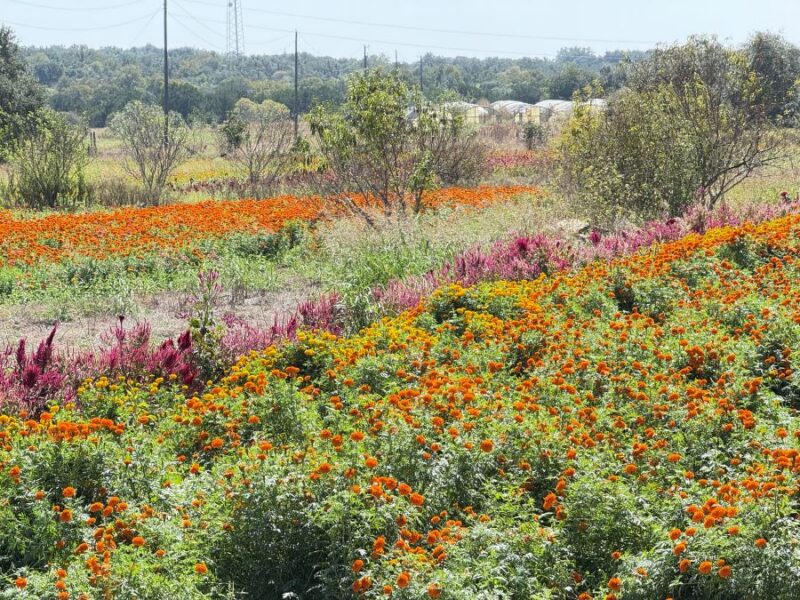 small town festivals in Texas
a field of marigolds